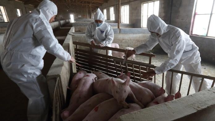 ▲外媒認為，中國大陸非洲豬瘟疫情比外界所知還要嚴重。（圖／翻攝網路）