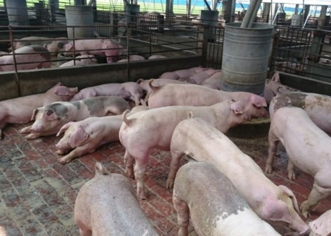 ▲海南省爆發非洲豬瘟疫情，意味著中國大陸31省市區皆失守。（圖／翻攝網路）