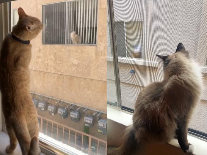 貓咪隔窗看對眼　主人成全牠們安排相見歡！
