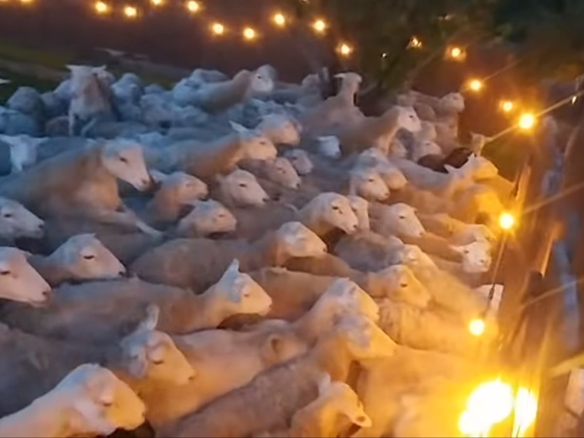 天啊～怎麼還這麼多！Russo開始指揮交通：「來來來這邊走，就是這個方向，很好很好～」 (圖/Youtube@ Scott Russo)