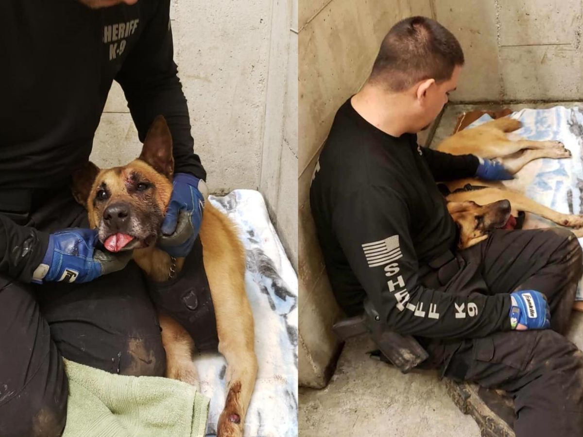 K9奧丁出任務時意外被豪豬刺傷。（圖／FB@Odin & Raven Coos County Sheriff's K9's）