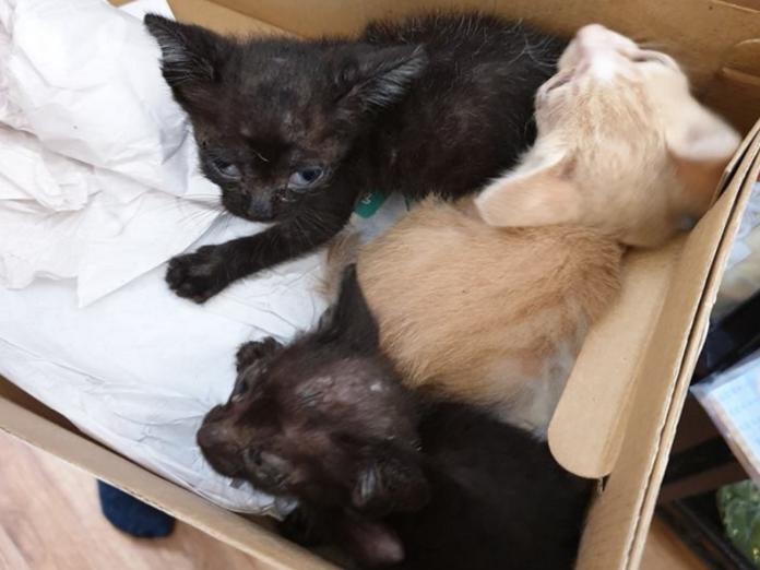 三幼貓遭狠心封箱丟棄　護生園機靈狗狗即刻救援
