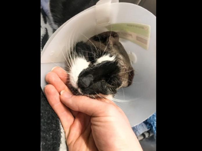 Taverham Vets獸醫院的護理長Sparkes十年來從來沒有見過這樣的傷勢,她說:「梵谷真的很棒!在處理好傷口之後,牠很正向地面對這件事,牠是隻非常友善又可愛的貓。」 (圖/Press Association)