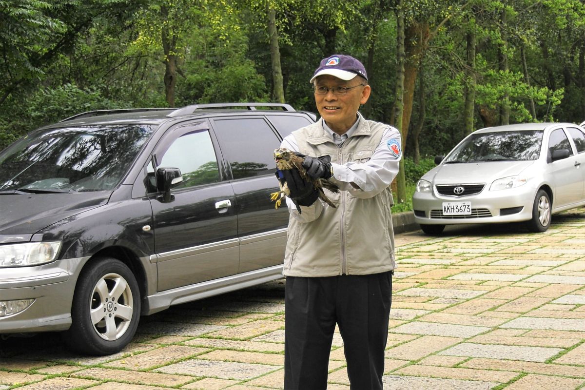 ▲避免影響灰面鵟鷹北返時程，故於今日上午在金門國家公園中山林遊客中心停車場旁施行野放。（圖／蔡若喬攝, 2019.04.30）