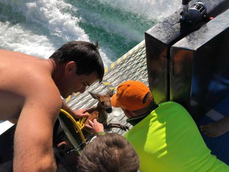奇蹟甦醒！海上驚見昏迷袋鼠　眾人救到船上CPR
