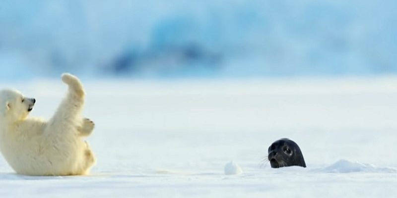 北極熊寶寶冰上玩雪突遇海豹　可愛反應萌到翻！
