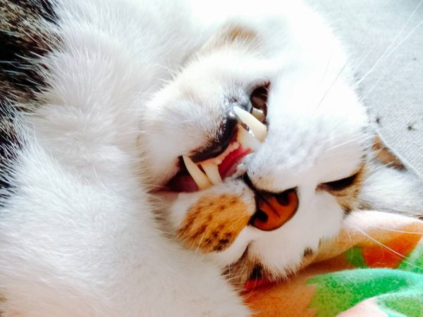 貓咪吃東西大多是靠犬齒撕裂食物。（圖／寵毛網資料照）