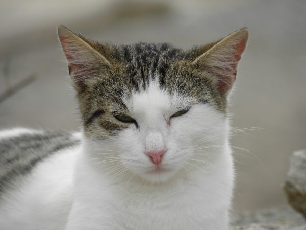 日學者證實貓咪可以辨識自己的名字。（圖／PIXABAY）