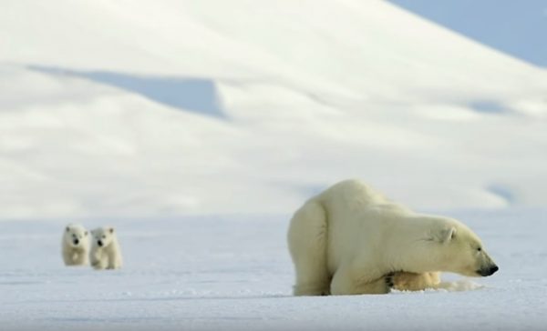 寛廣的北極大地上，一隻北極熊媽媽帶著二隻北極熊寶寶悠閒放空。（圖／翻攝自youtube＠BBC）