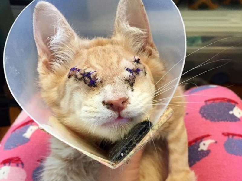 才兩個半月的小橘貓Bob被發現時，因為嚴重感染必須摘除雙眼，令人看了好心疼 