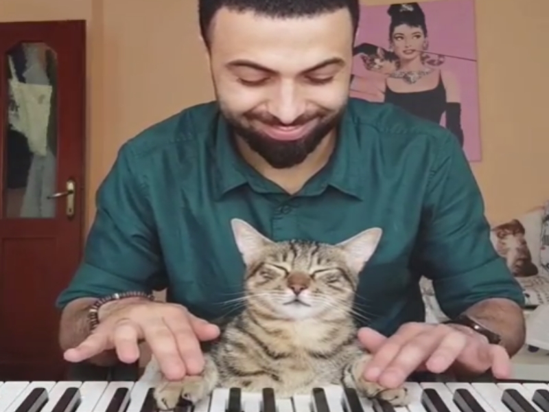 主人有時候也會教鋼琴貓彈琴，雖然大部分時間牠都在……睡覺 