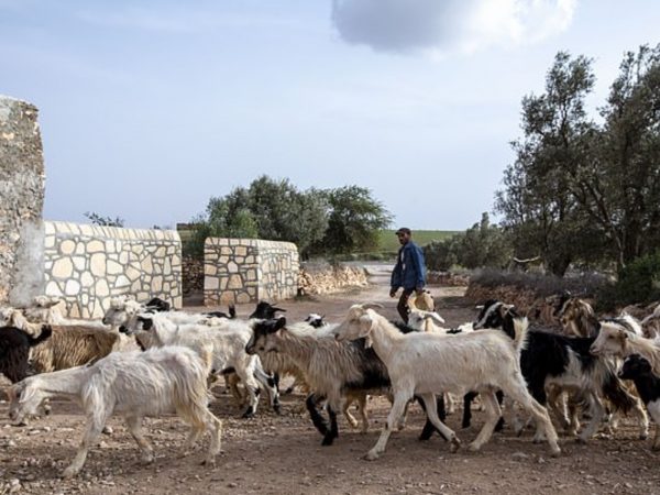 農民會在傍晚把自己的山羊帶回家，隔天再帶回來擺在樹上。(圖/Caters News Agency) 