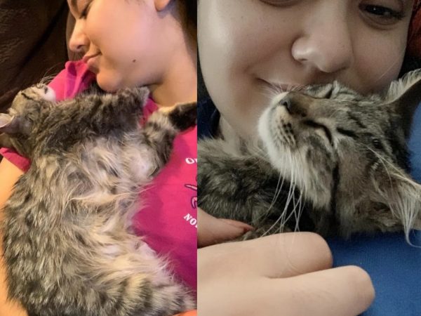 Kiara驕傲地說：「現在的Hope已經差不多五個月半，牠已經變成一隻非常健康、快樂、可愛的小貓。」 (圖/IG@sweethopesjourney) 