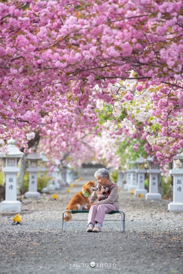 奶奶與阿福在櫻花樹下靜靜的賞花 