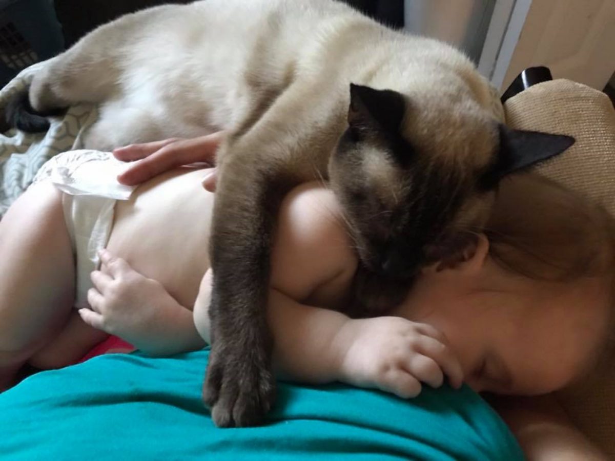 一開始Sapphire會和寶寶保持一點距離，慢慢地牠越靠越近，甚至會用手臂抱住寶寶。當看不到寶寶時，Sapphire還會喵喵叫，像是在尋找寶寶。(圖/Facebook@Happy Tails Farm Sanctuary/CCWR)