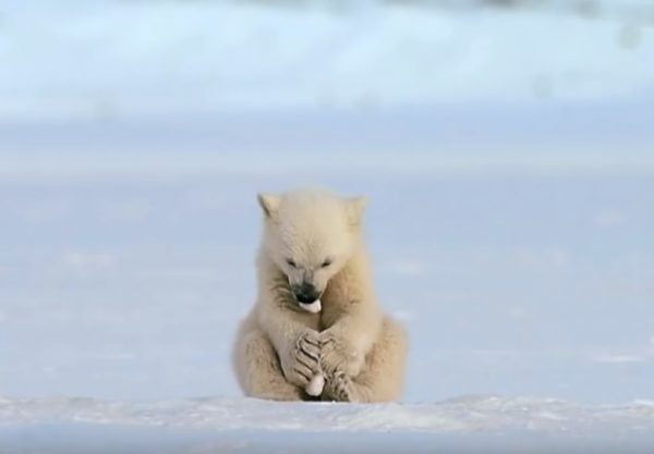 另一隻小北極熊在一旁玩雪，自得其樂。（圖／翻攝自youtube＠BBC）