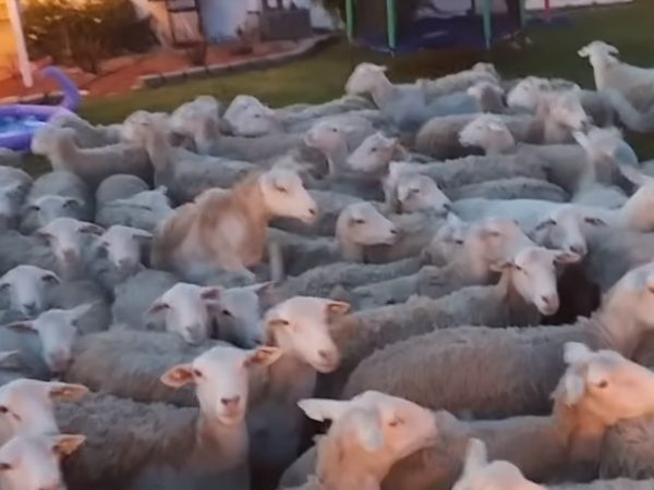Russo除了一直大喊：「出去出去！」，也會不時發出羊叫聲試圖跟羊群溝通。(圖/Youtube@ Scott Russo) 