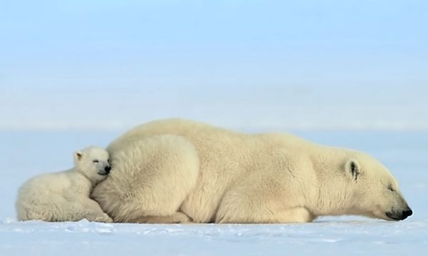 其中一隻小北極熊黏在媽媽身邊睡覺。（圖／翻攝自youtube＠BBC）