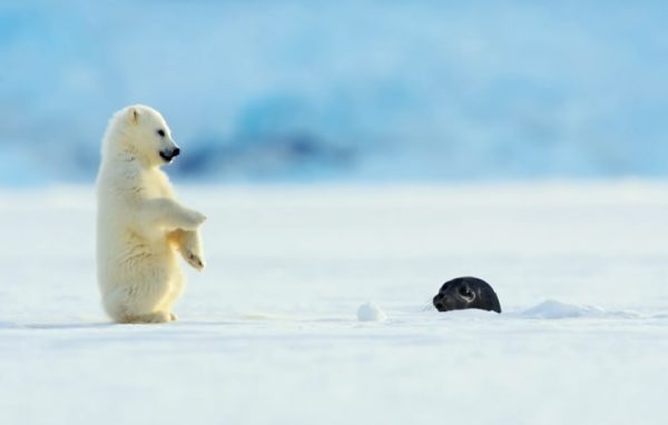 就在此時，一隻海豹在海裡看到冰層上有個洞，便探出頭來，沒想到正好嚇到這隻在玩雪的小北極熊！（圖／翻攝自youtube＠BBC）