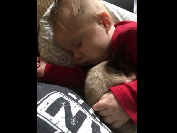 Moore說：「我們從來沒看過貓咪這麼做，Sapphire和寶寶的關係越來越緊密，這對我們來說真的太不可思議了！」(圖/Facebook@Happy Tails Farm Sanctuary/CCWR)