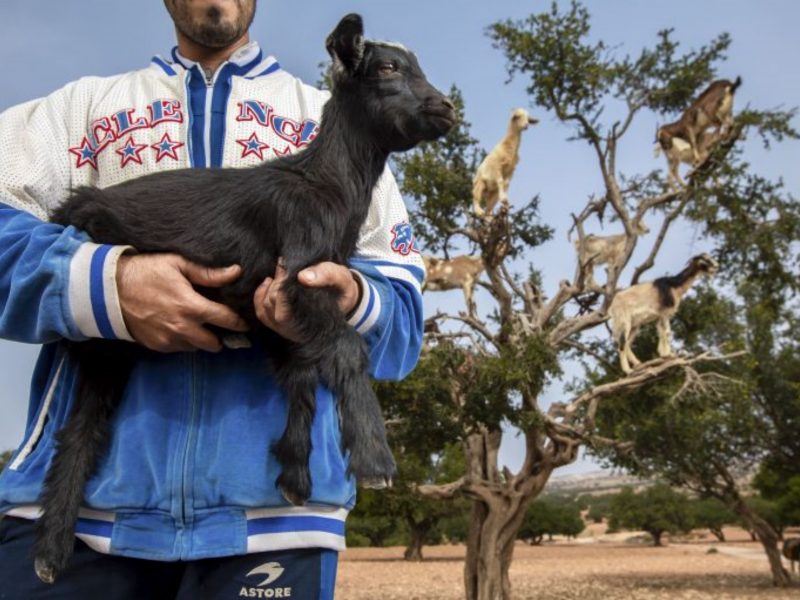 熱門景點變調　摩洛哥山羊被強迫站在樹上整天供拍照
