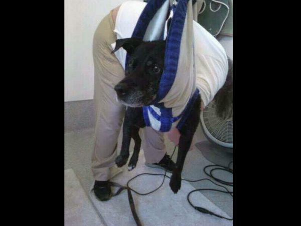  不過推友Balleywood Creamery分享，狗狗Rupert因為膝蓋疾病，所以也是用這種方式在剪指甲的。(圖/twitter@balleywood717)