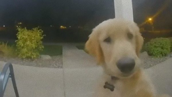 黃金獵犬小幼幼偷跑出門，回家時被關在門外一臉困惑。（圖／翻攝自FB@KHQ Local News ）