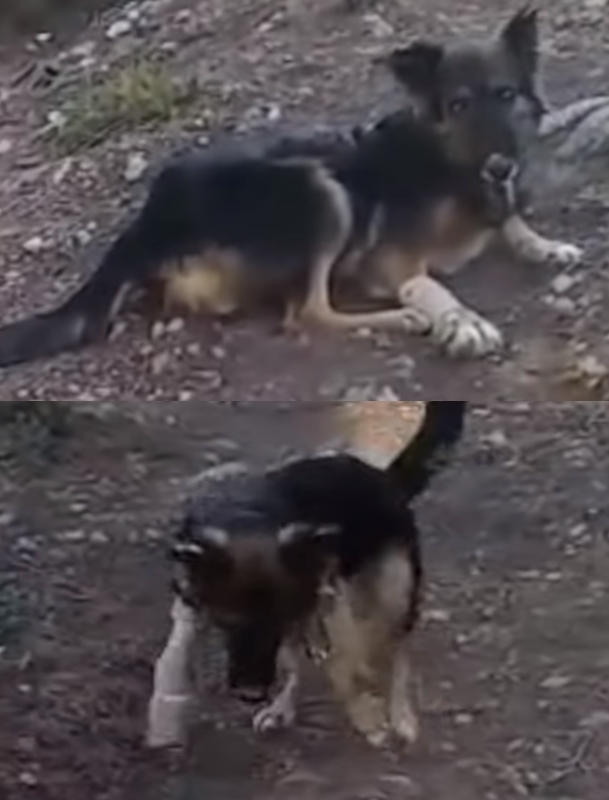 狗狗被拋棄於山中，兩之前腿還被打斷，根本無法謀生！