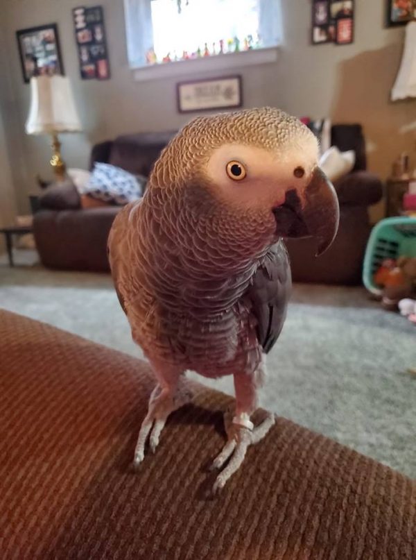瑪古是隻聰明的非洲灰鸚。（圖／FB@1Africangrey）
