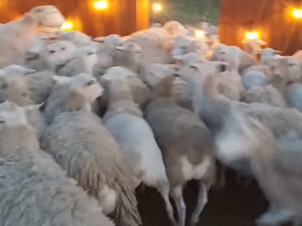 Russo決定走出家門，從外面呼喊羊群出來，羊羊因為Russo的靠近而躲開，屁屁擠在一起。 (圖/Youtube@ Scott Russo) 