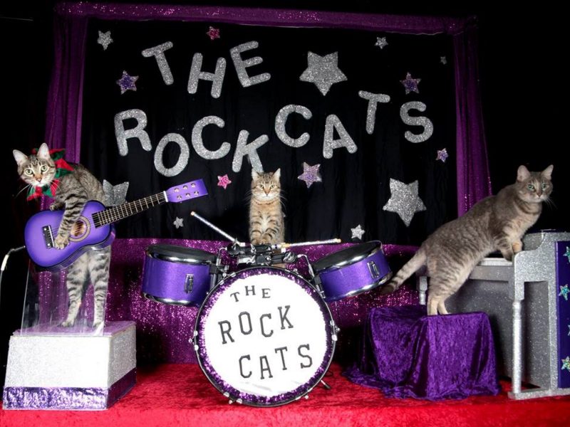 貓咪搖滾樂團　一起來ROCK一下吧！
