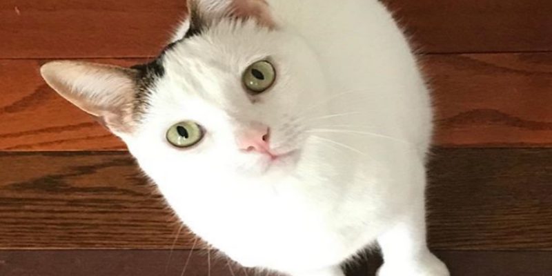 Mia是隻擁有多趾症的漂亮貓咪 (圖／Instagram/ miathethumbcat) 