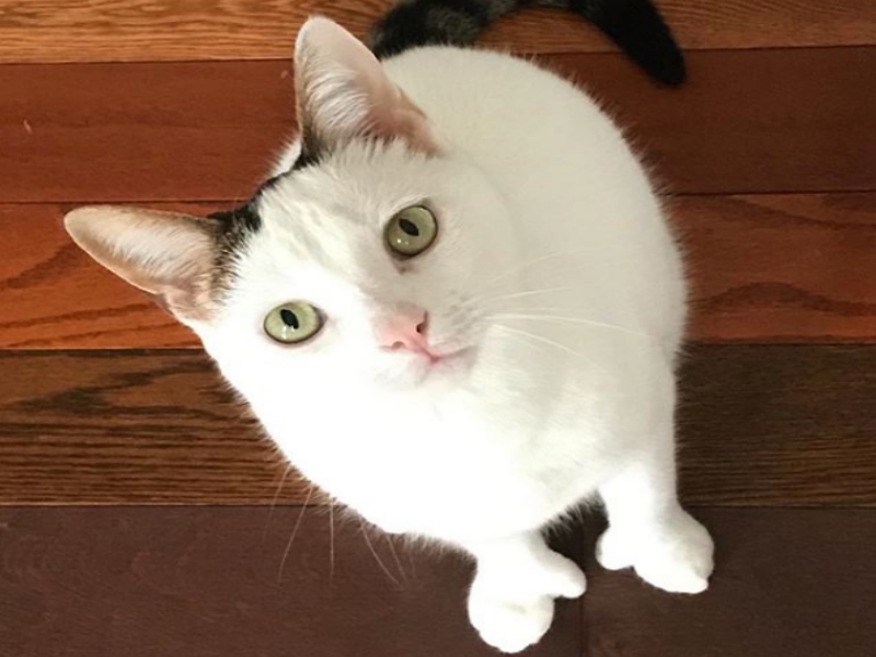 Mia是隻擁有多趾症的漂亮貓咪 (圖／Instagram/ miathethumbcat) 