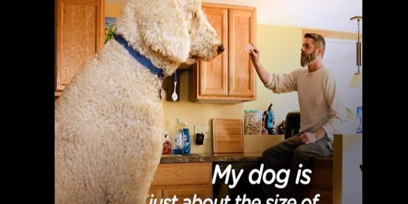 跟冰箱一樣高大的黃金貴賓犬吉吉　你見過牠超萌的身影嗎？
