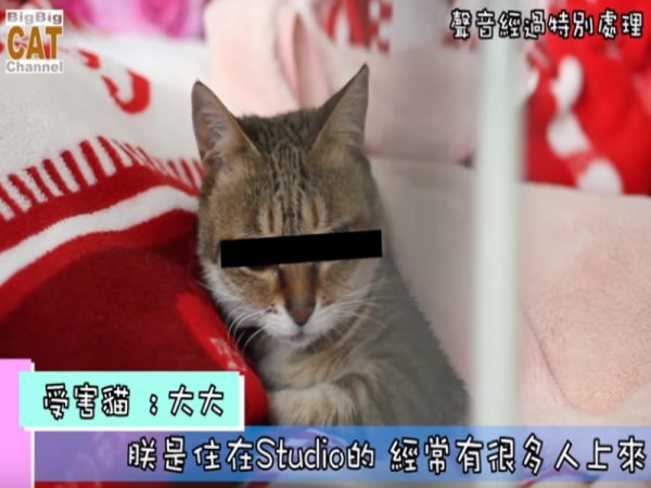 大大接受媒體採訪，親身控訴家貓受虐經過（影片／FB@ 大大貓貓）
