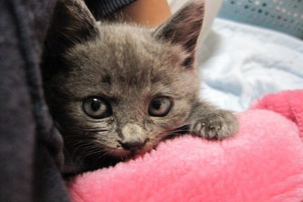 這隻叫做鮭夫（しゃけお）的貓咪是網友母親幾年前在路邊撿到的貓，當時只有巴掌大的牠連眼睛都還未變色，臉跟手都小小的超級可愛！（圖／Twitter@toufu0420）