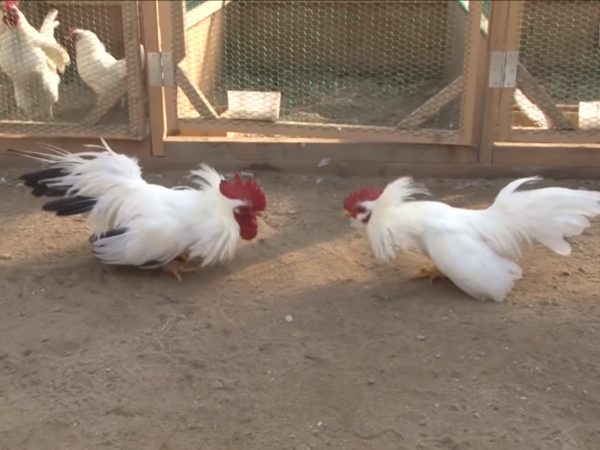 當公雞們又要開始吵架的時候， Shabang就會在一旁看著牠們。 (圖/Youtube@ Kritter Klub) 