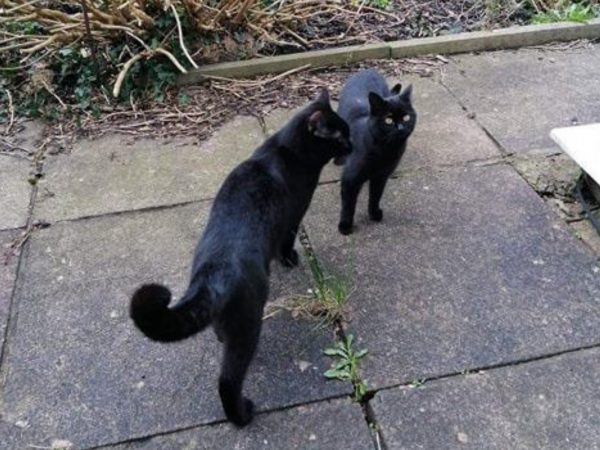 當時的莎拉並沒有想太多，但是她事後回想，Ozzy常常跟一隻黑色母貓在一塊，所以她想這一定是Ozzy和那隻母貓愛的結晶！ (圖/South Wales Argus) 