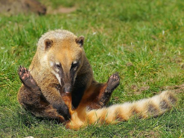有網友說，這應該是南美浣熊或是長鼻浣熊，牠們的特點是都擁有長長的尾巴和修長的鼻子！(圖/Pixabay) 
