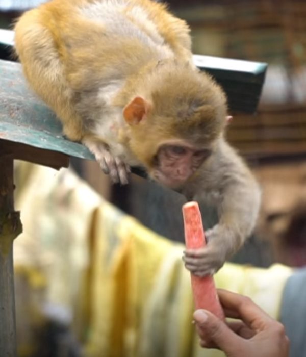 小猴野放後，救援機構擔心牠謀生不易仍每天提供食物給牠（圖／翻攝自Youtube@The Dodo）