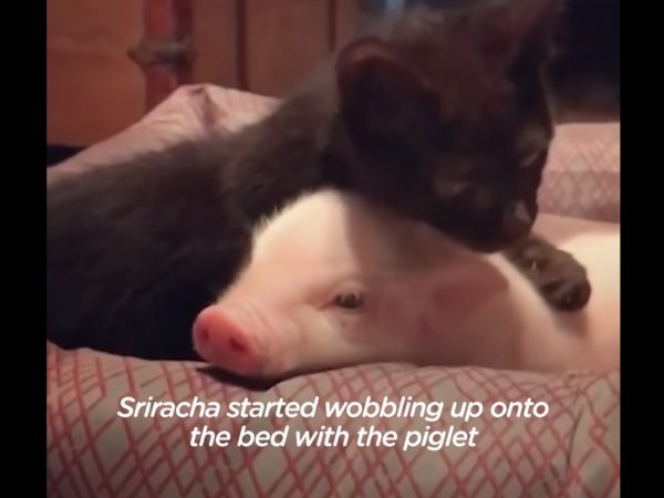 主人給了Dragonlord一個小睡床，不知為何黑貓Sriracha很喜歡過去跟他擠在床裡，還會幫牠舔舔洗身體。圖/Youtube@The Dodo) 