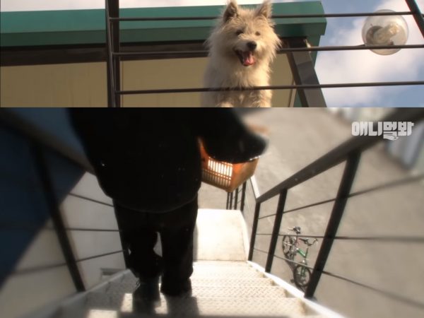 看著兄弟姊妹一隻隻從樓梯離開，再也沒有回來，最後只剩下Chilbok自己。(圖/Youtube@SBS TV) 