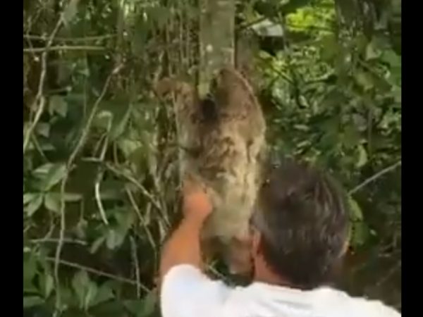 並把樹懶放在附近的樹上，讓牠緩慢地爬上去～ (圖/Twitter@Dutchwouter777) 