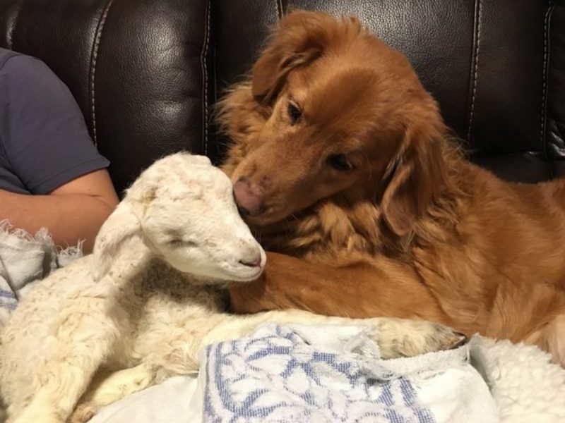 小羊體虛被媽媽遺棄　新家找到溫暖大狗當新媽媽
