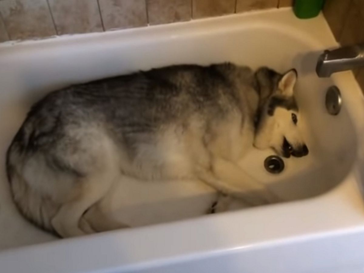 （圖／翻攝自Youtube@Rumble Viral）