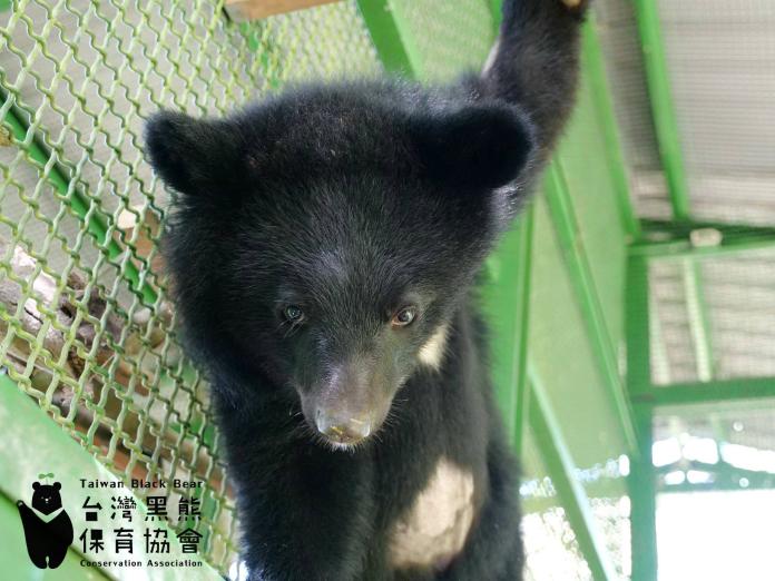 ▲台灣黑熊協會日前成功野放南安小熊，但卻有電視台為搶獨家不擇手段。（圖／台灣黑熊協會提供）