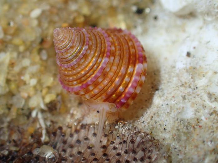 金門烈嶼鄉發現世界新物種「金門鐘螺」 登上國際期刊
