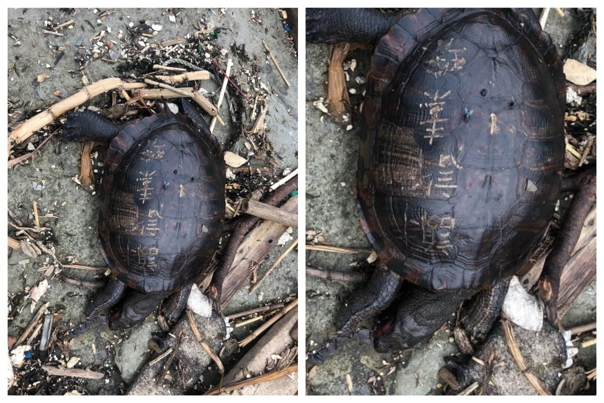 ▲基隆和平島公園的工作人員近日在「阿拉寶灣」附近發現一隻死亡的淡水龜，牠的龜殼被人刻上了「謝許素珠」4 個大字，疑似是遭到放生團體刻字後，再丟入海水中喪命。（圖／翻攝自臉書「和平島公園 Heping Island Park」）