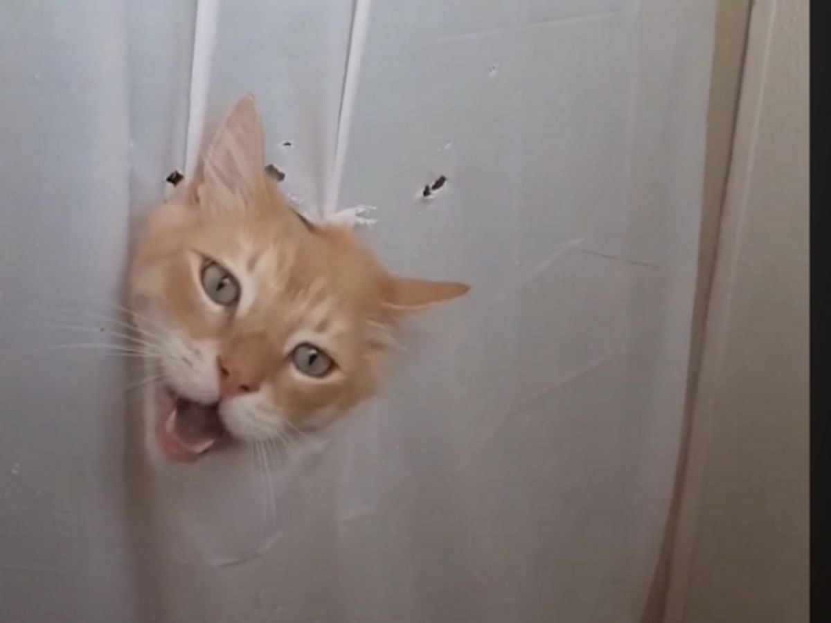 橘貓：嘿！鏟屎的我進來了！（圖／翻攝自FB@LADbible）