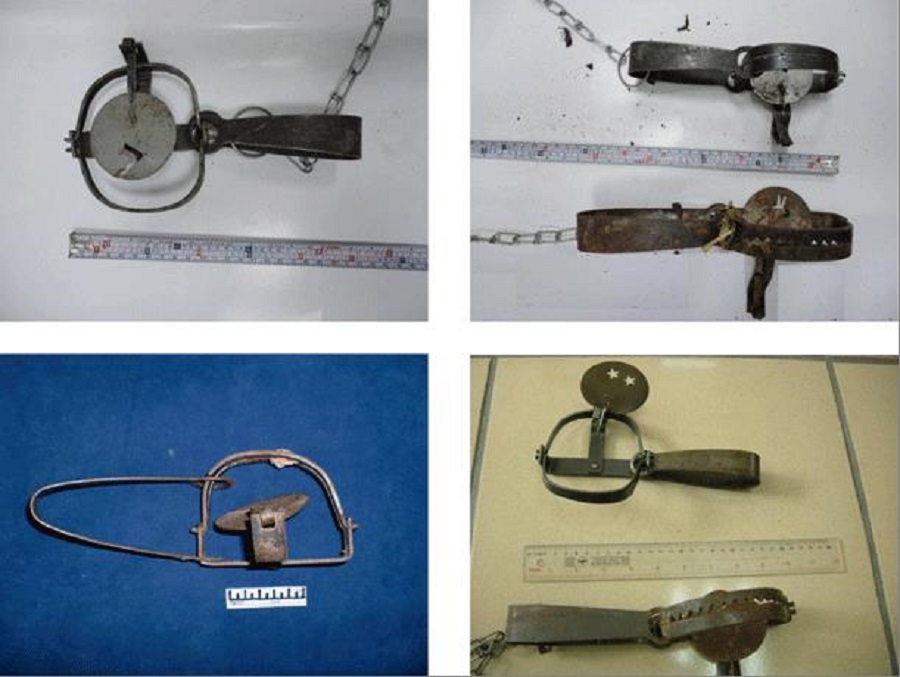 ▲新北市動保處表示，只要具強力彈簧或齒型夾鉗方式捕捉動物都是獸鋏，皆屬違法。（圖／新北市動保處提供）
